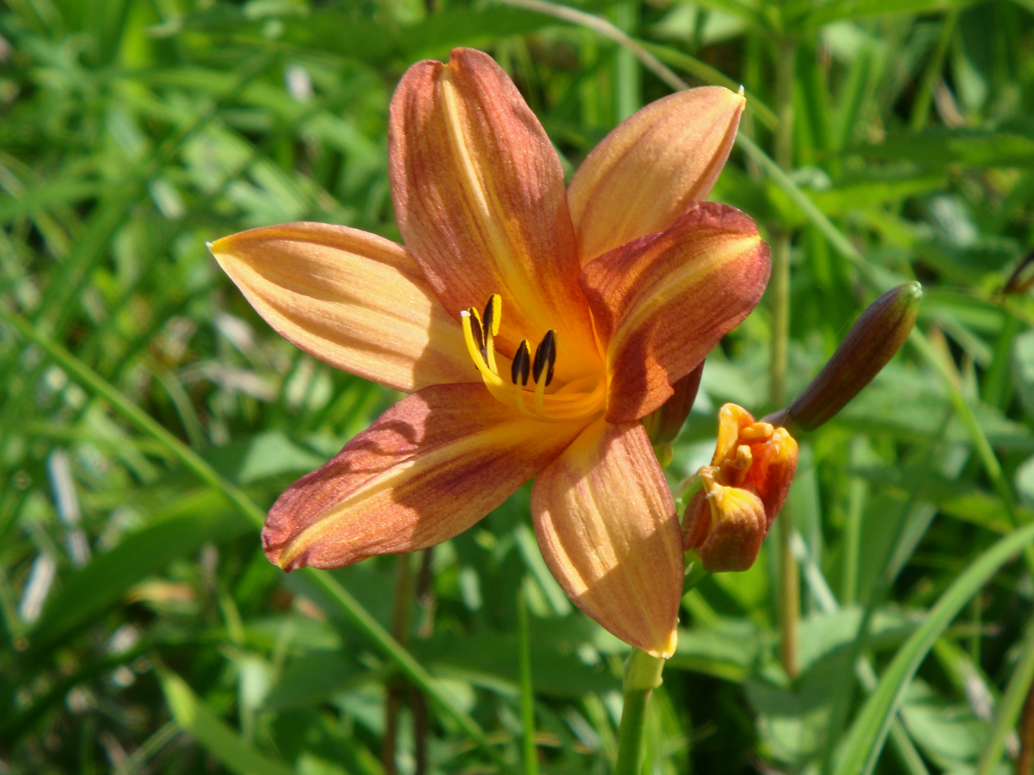 Hemerocallis dumortieri C. Morren var. esculenta (Koidzumi